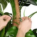 Miniatyrbilde 6 av 8: Kokospinner 60 cm