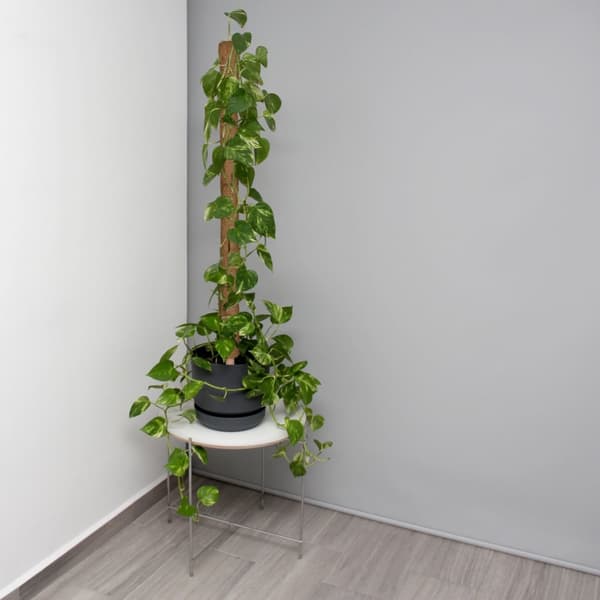 sett med 10 kokospinner 90 cm