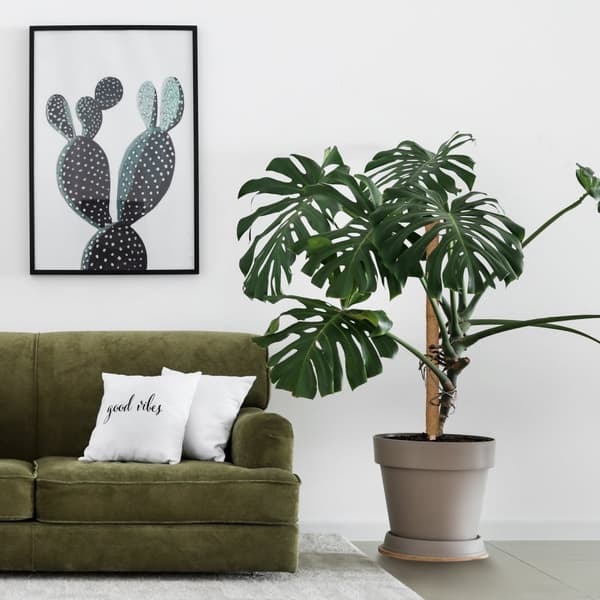 sett med 10 kokospinner 90 cm