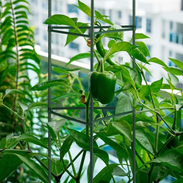 Trellis sett på 4 90 cm
