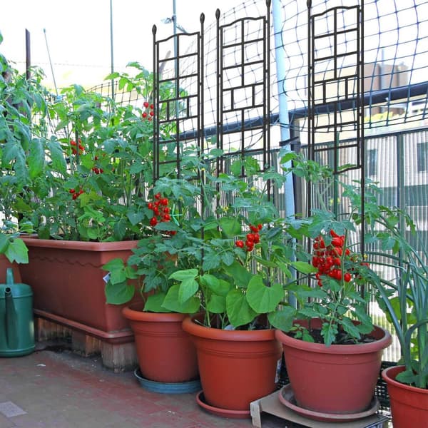 Trellis sett på 3 124 cm