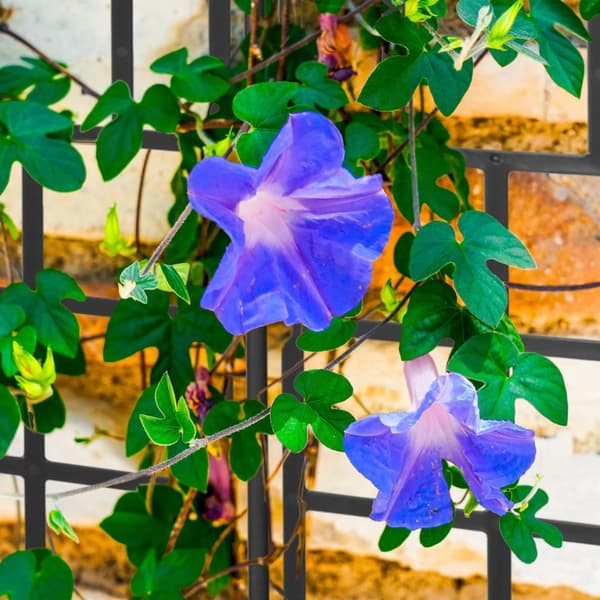 Trellis sett på 3 124 cm