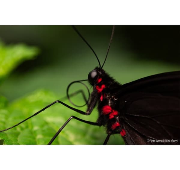 Panasonic Lumix S 100mm f/2.8 makroobjektiv