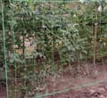 Miniatyrbilde 8 av 10: Nett - plantestøtte 2x10m Gardlov 23978