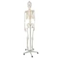 Miniatyrbillede 3 af 11: Menneskeligt skelet - 170 cm Malatec 22583