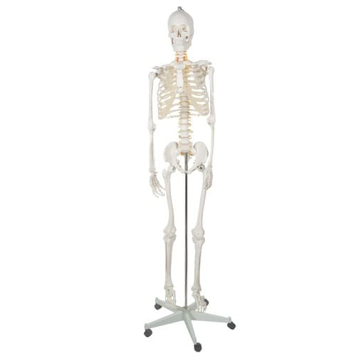 Menneskeligt skelet - 170 cm Malatec 22583