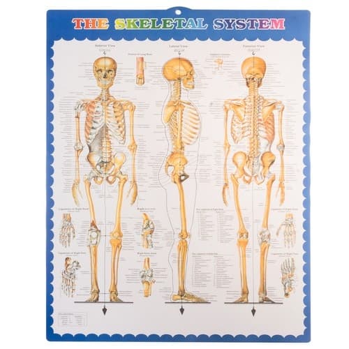 Menneskeligt skelet - 170 cm Malatec 22583
