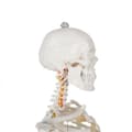 Miniatyrbillede 6 af 11: Menneskeligt skelet - 170 cm Malatec 22583