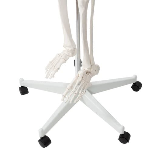 Menneskeligt skelet - 170 cm Malatec 22583