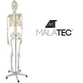 Miniatyrbillede 2 af 11: Menneskeligt skelet - 170 cm Malatec 22583