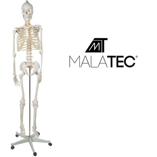 Menneskeligt skelet - 170 cm Malatec 22583