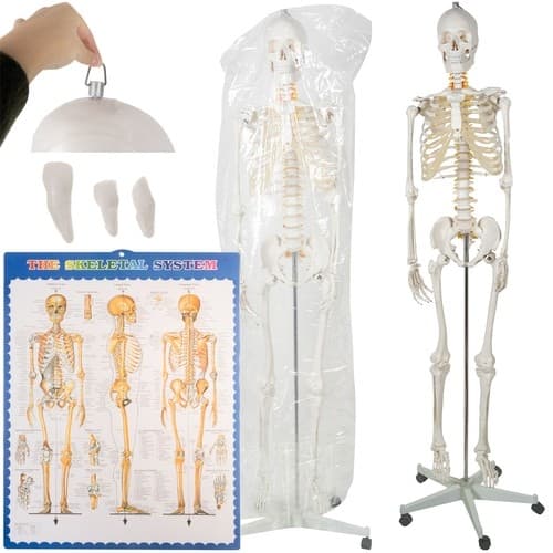 Menneskeligt skelet - 170 cm Malatec 22583