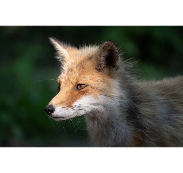 Tamron 50-400mm f/4.5-6.3 Di III VC VXD -objektiivi Nikonille