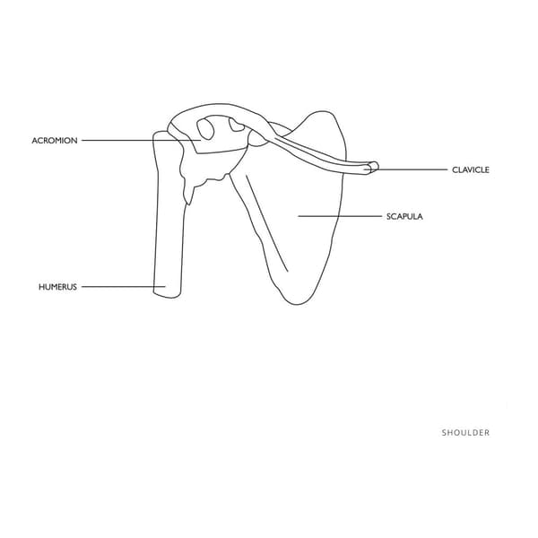 Anatomisk model af skulderleddet i skala 1:1