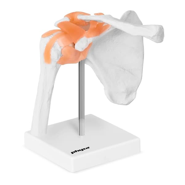 Anatomisk model af skulderleddet i skala 1:1