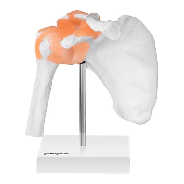 Anatomisk model af skulderleddet i skala 1:1