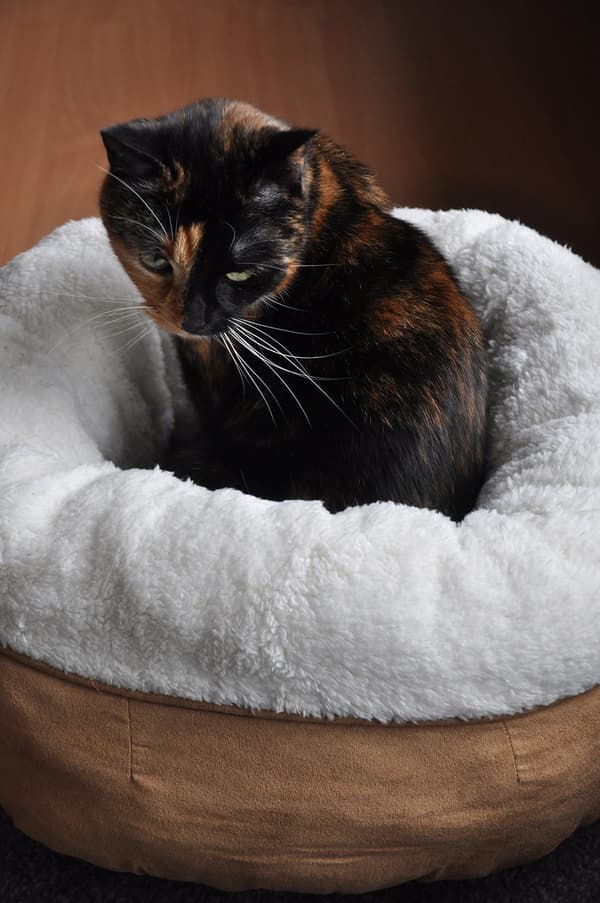 AFP Lammeuld Donut Bed TAN