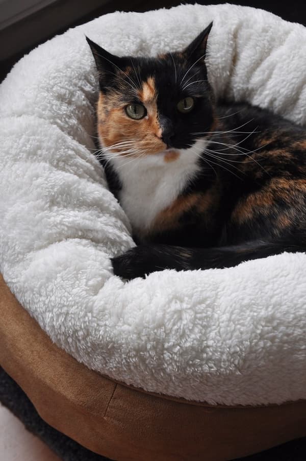 AFP Lammeuld Donut Bed TAN