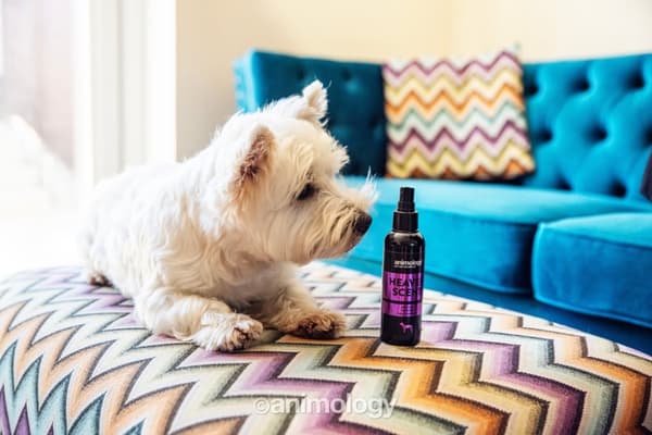 Animologi Heaven Scent Duft Mist