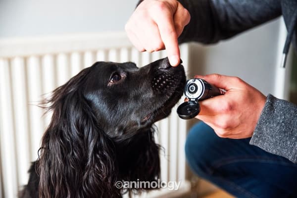 Animologi Paws &amp; Nesebalsam 50ml