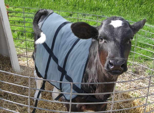 Bodyguard Calf Summer teppe
