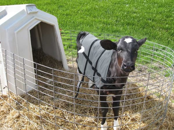 Bodyguard Calf Summer teppe