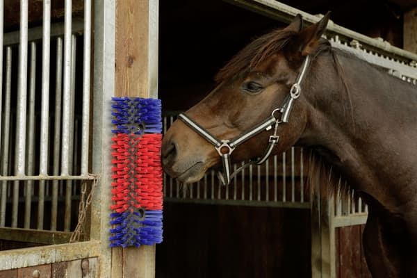 Børste for hest, storfe, geit