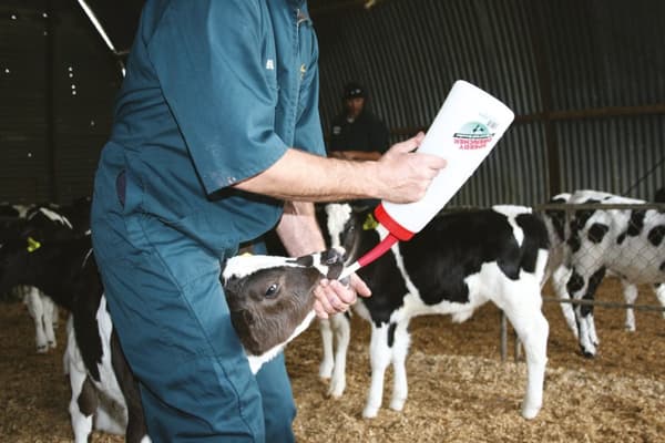 Calf Speedy Drencher 2,5 l