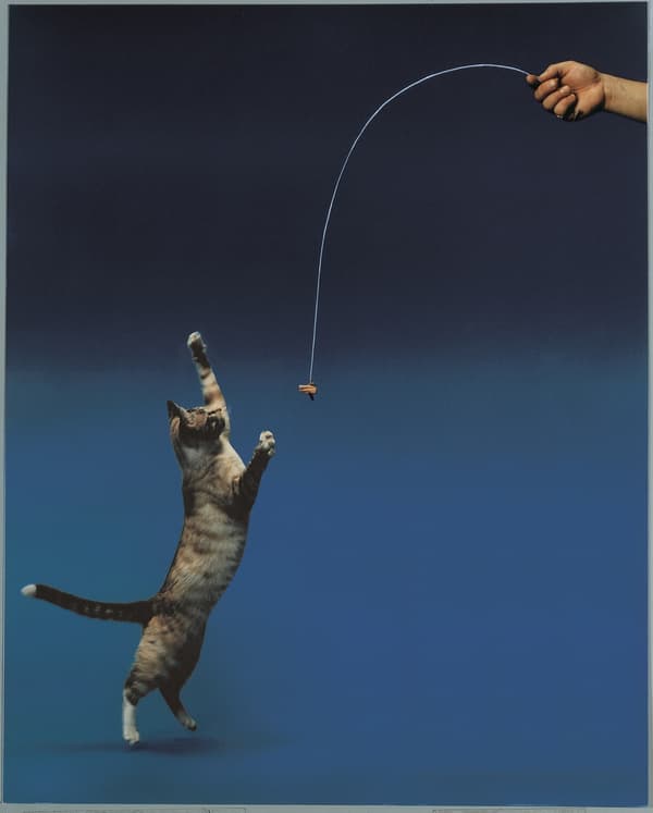 Kattedanser