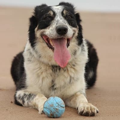 Chuckit Fetch Medley S 5 cm 3 kpl