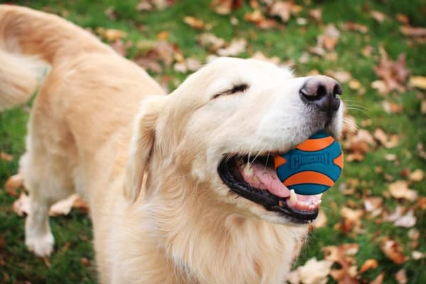 Chuckit Ultra Squeaker Ball M 6 cm 1 kpl.