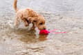 Miniatyrbilde 3 av 6: Dog Comets Alien Octo Pink M