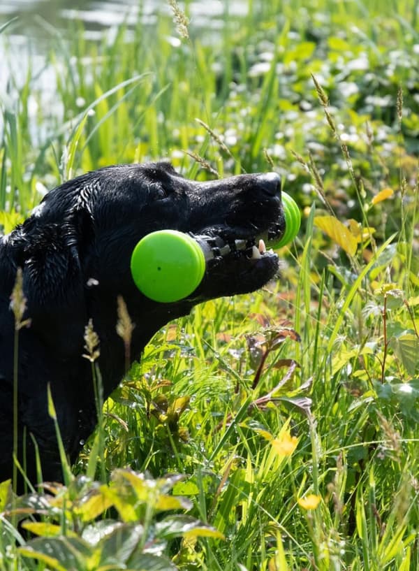 Dog Comets Meteor Heittomaila vihreä L