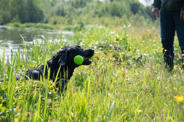 Dog Comets Meteor Heittomaila vihreä L