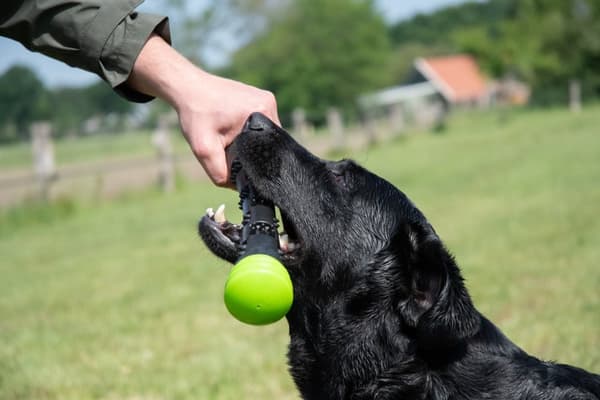 Dog Comets Meteor Throwing Stick rosa L