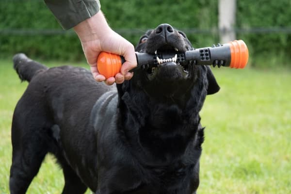 Dog Comets Meteor Heittokeppi oranssi S