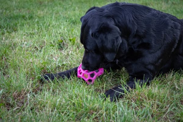 Dog Comets Moonstone Treat terning grøn