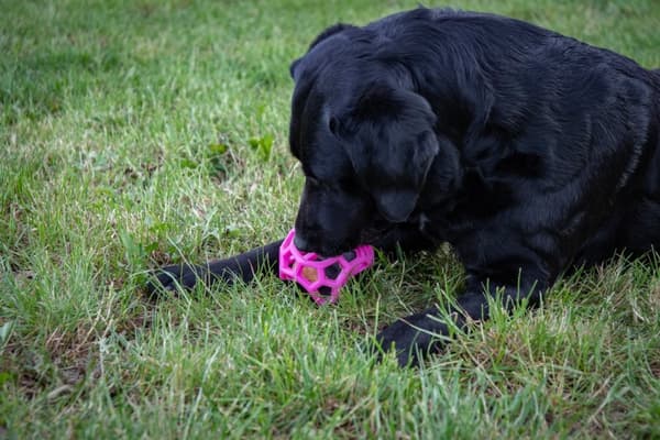 Dog Comets Moonstone Treat terning grøn