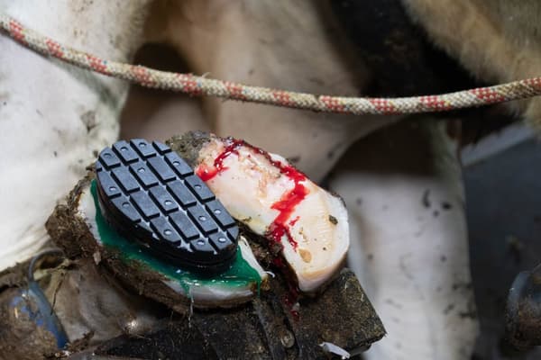 Easy Hoof Block PVC plast &quot;komfort&quot;