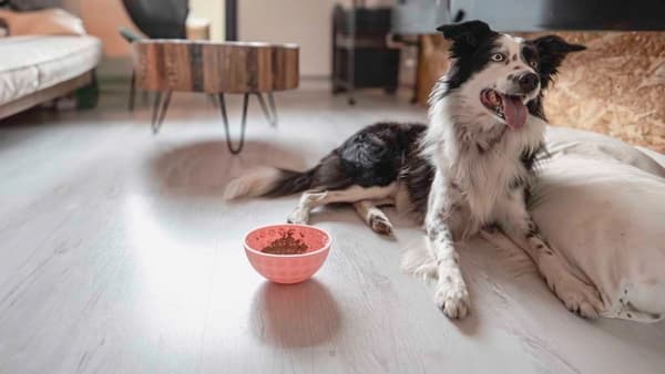 Spis Langsomt Lev Længre Lick Mat Wobble Bowl Rød