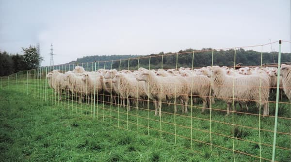 Euro-Net Combi 106 cm dobbelt pig