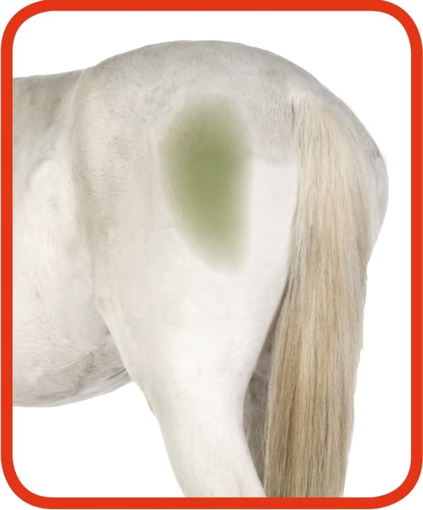 Utmerket Horse Hi Gloss Clean Spray 500 ml