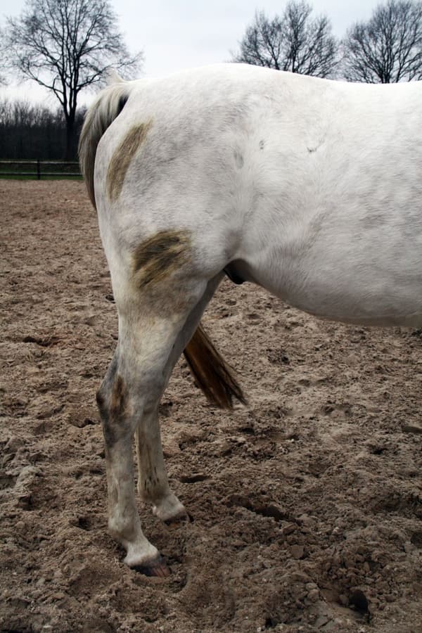 Utmerket Horse Hi Gloss Clean Spray 500 ml