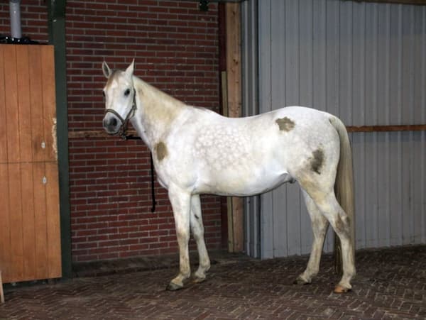 Utmerket Horse Hi Gloss Clean Spray 500 ml