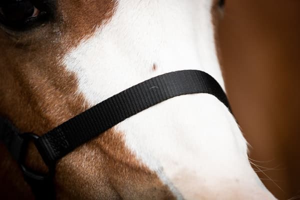 Utmerket Horse Essential Halter XS Mini Føll Svart