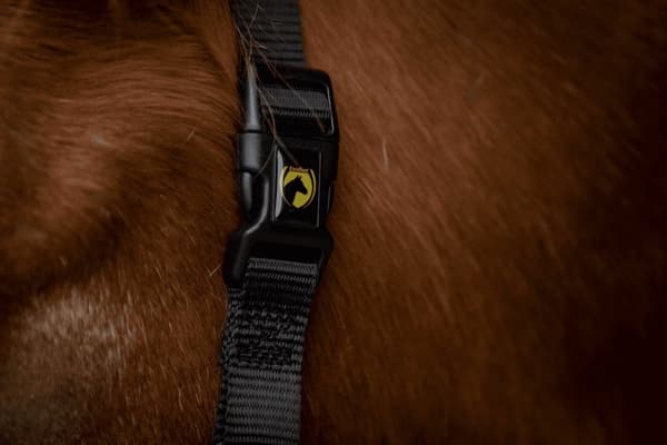 Utmerket Horse Essential Halter XS Mini Føll Svart