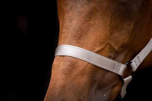 Erinomainen Horse Premium Halfter XS Mini Foal Grey