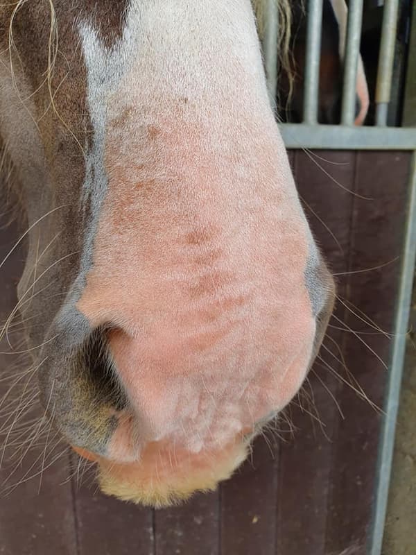 Utmärkt Horse Sunblock Cream SPF 30 150 g