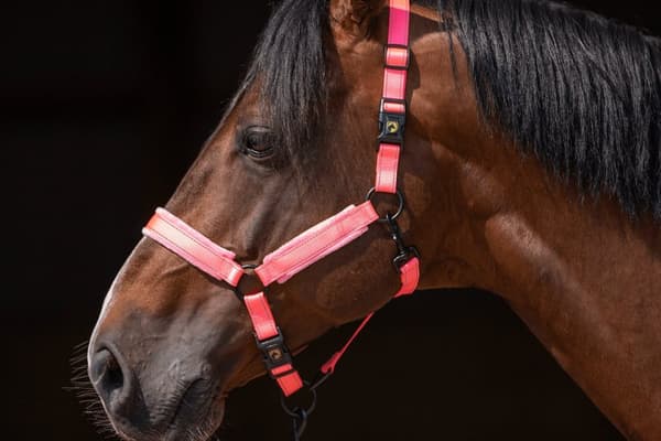 Erinomainen Horse Superior Halter XS Mini Foal Pink