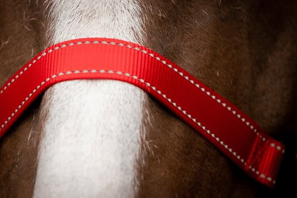 Erinomainen Horse Premium Halter XS Mini Foal Red